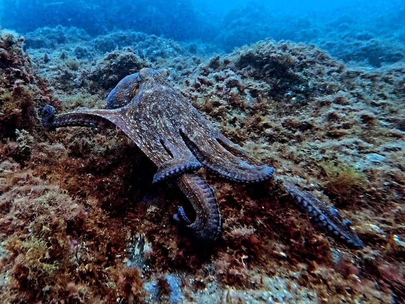 Bautismo de buceo en el puerto de Estepona