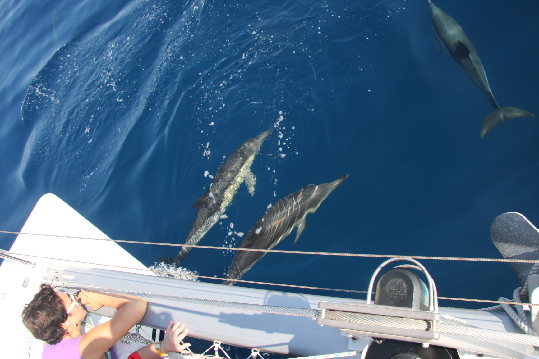 Avistamiento de delfines en catamarán